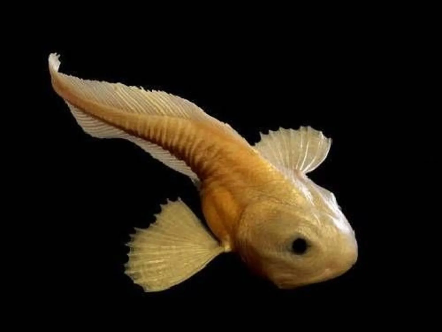 Snailfish (Pseudoliparis swirei)