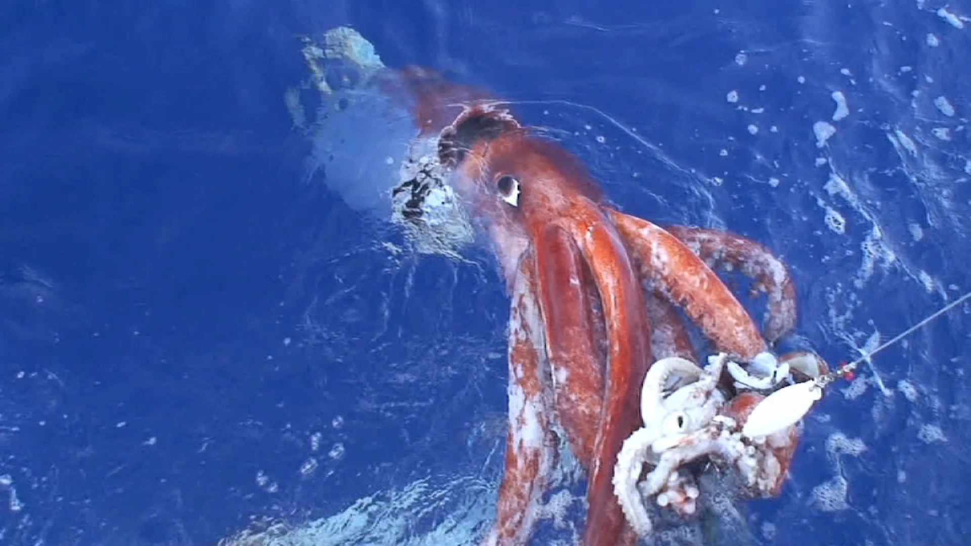 Giant Squid (Architeuthis dux)
