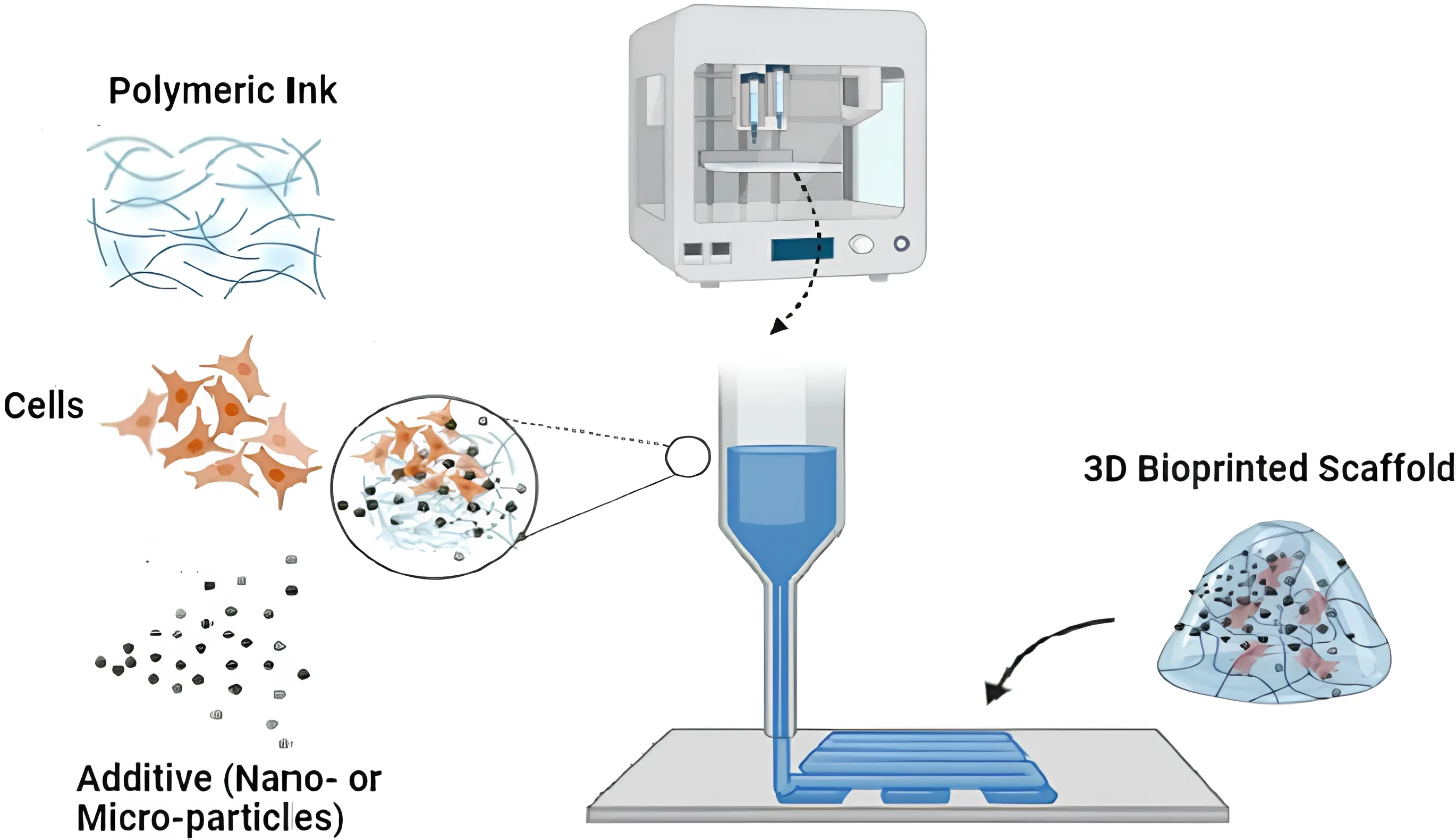 3D-Printed Organs & Lab-Grown Human Organs : A Revolution in Regenerative Medicine