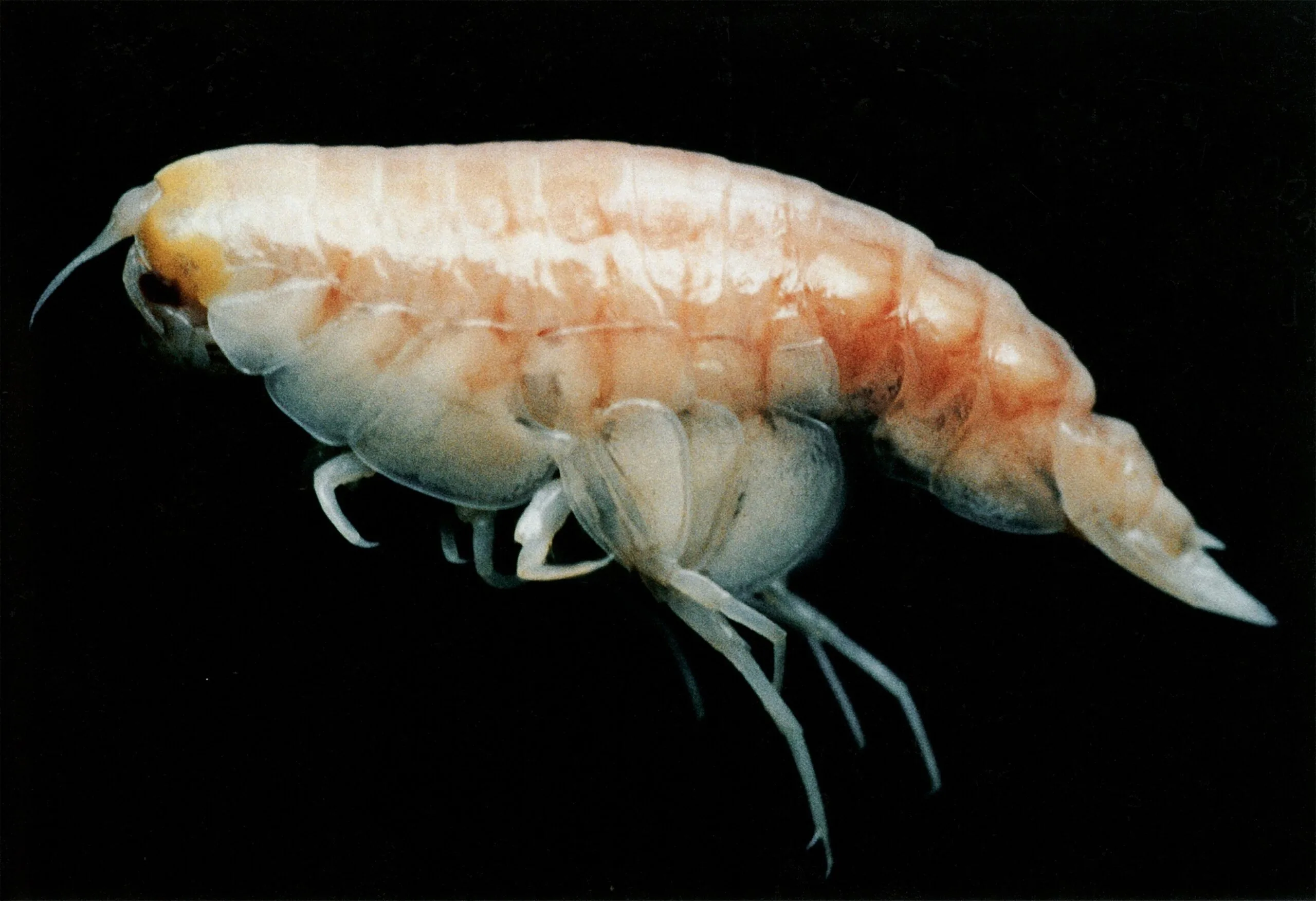 Amphipods (Hirondellea gigas)