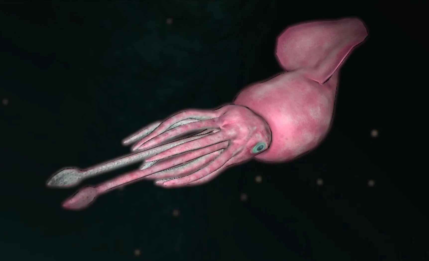 Colossal Squid (Mesonychoteuthis hamiltoni)