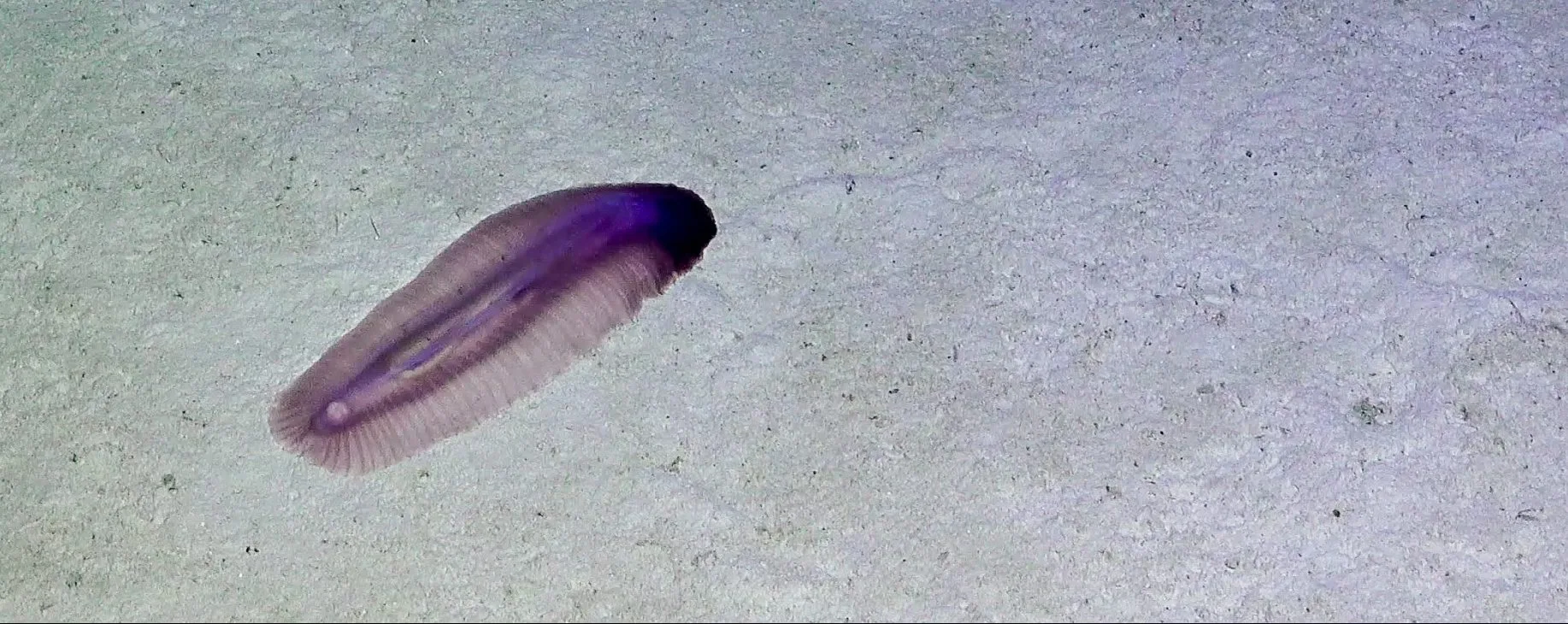 Sea Cucumbers