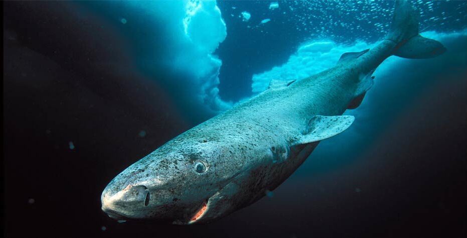 Greenland Shark in marina trench 