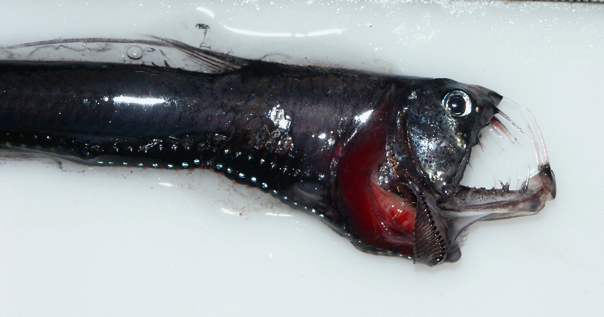 Viperfish