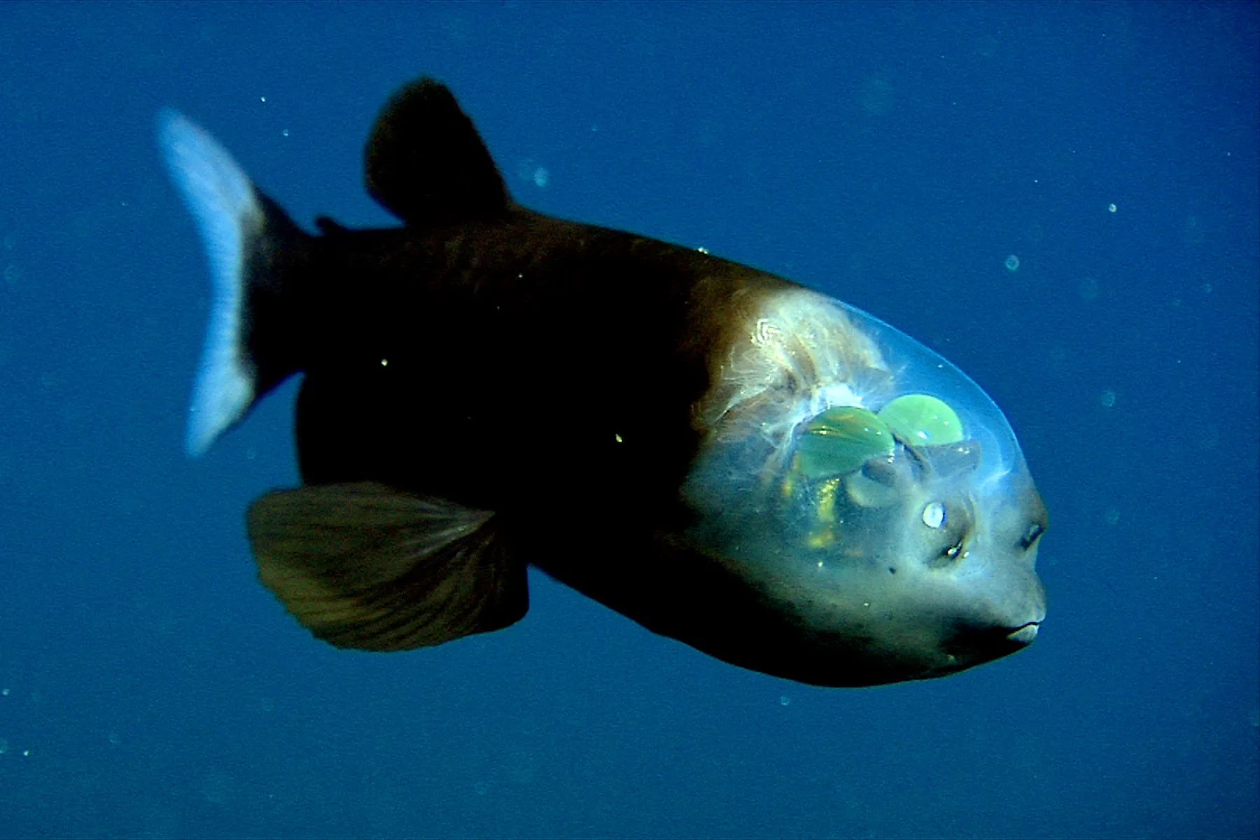 Barreleye Fish (Macropinna microstoma) 