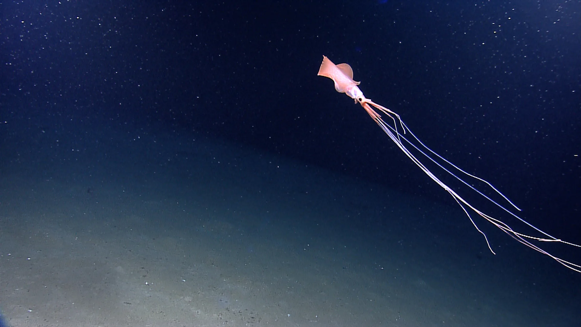 Deep-Sea Squid (Magnapinna)