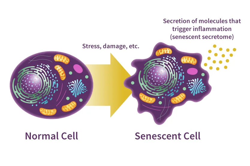 Unlimited Lifespan ! Is it Possible? - Advanced Technology and Science Era - The Dream of Immortality