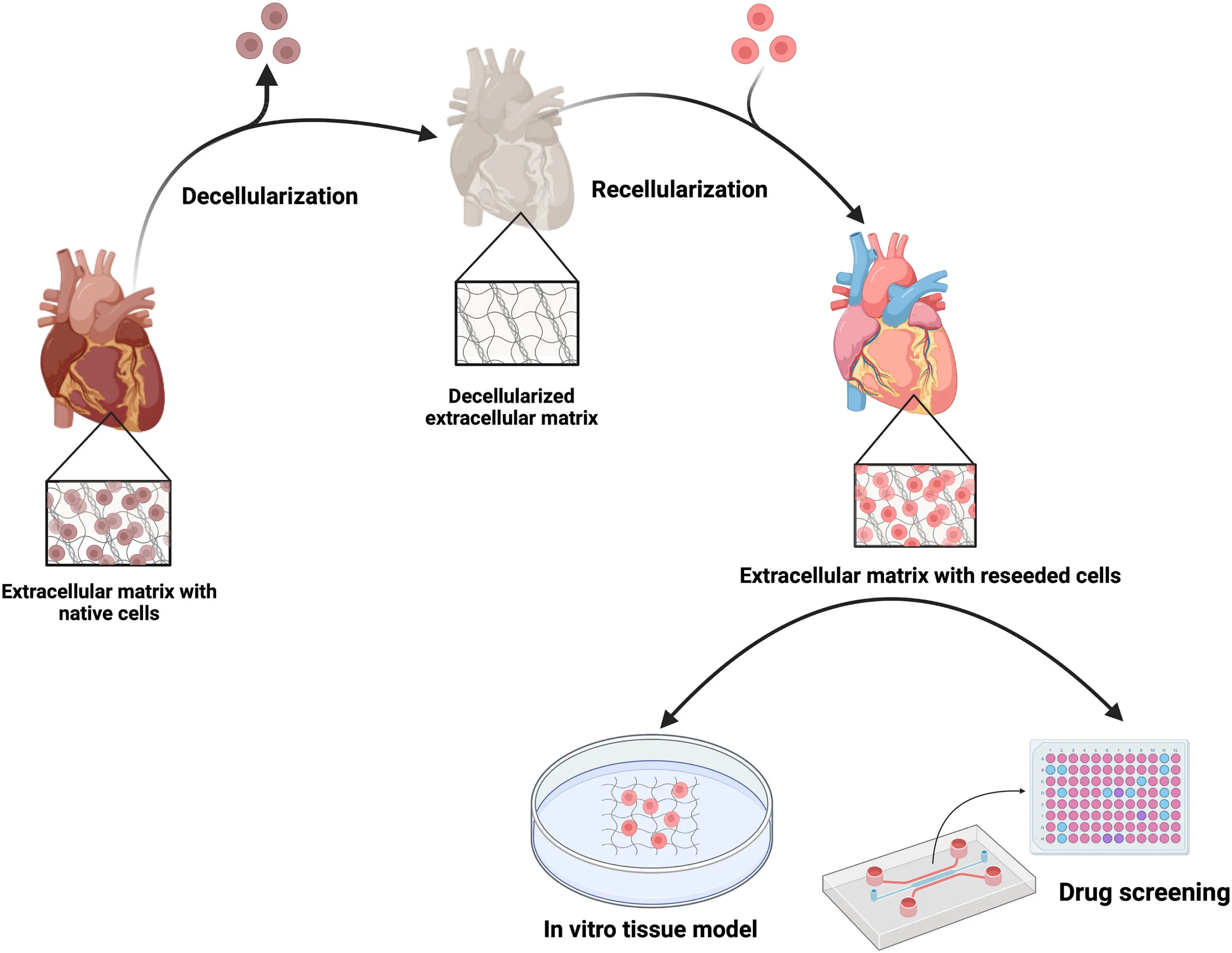 The process of Lab-Grown Organs