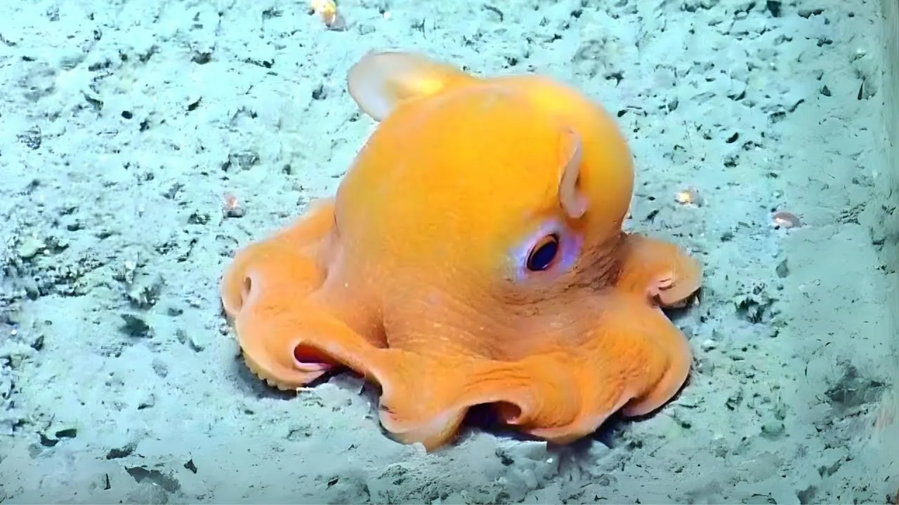 Dumbo Octopus (Grimpoteuthis)