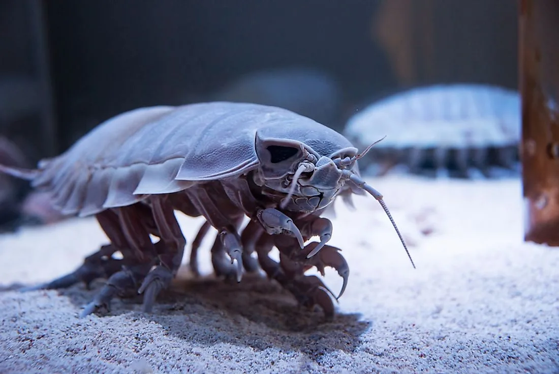 Giant Isopods (Bathynomus giganteus)