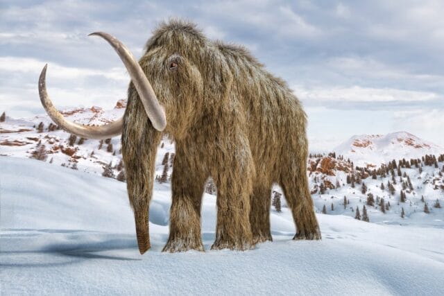 Colossal Biosciences Nets $200M to Rewrite History with Woolly Mammoth Revival